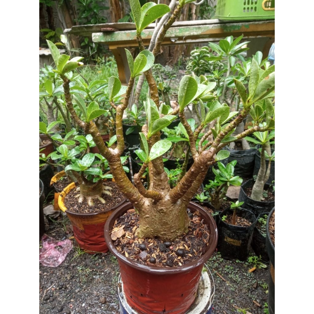 adenium rcn daun unik