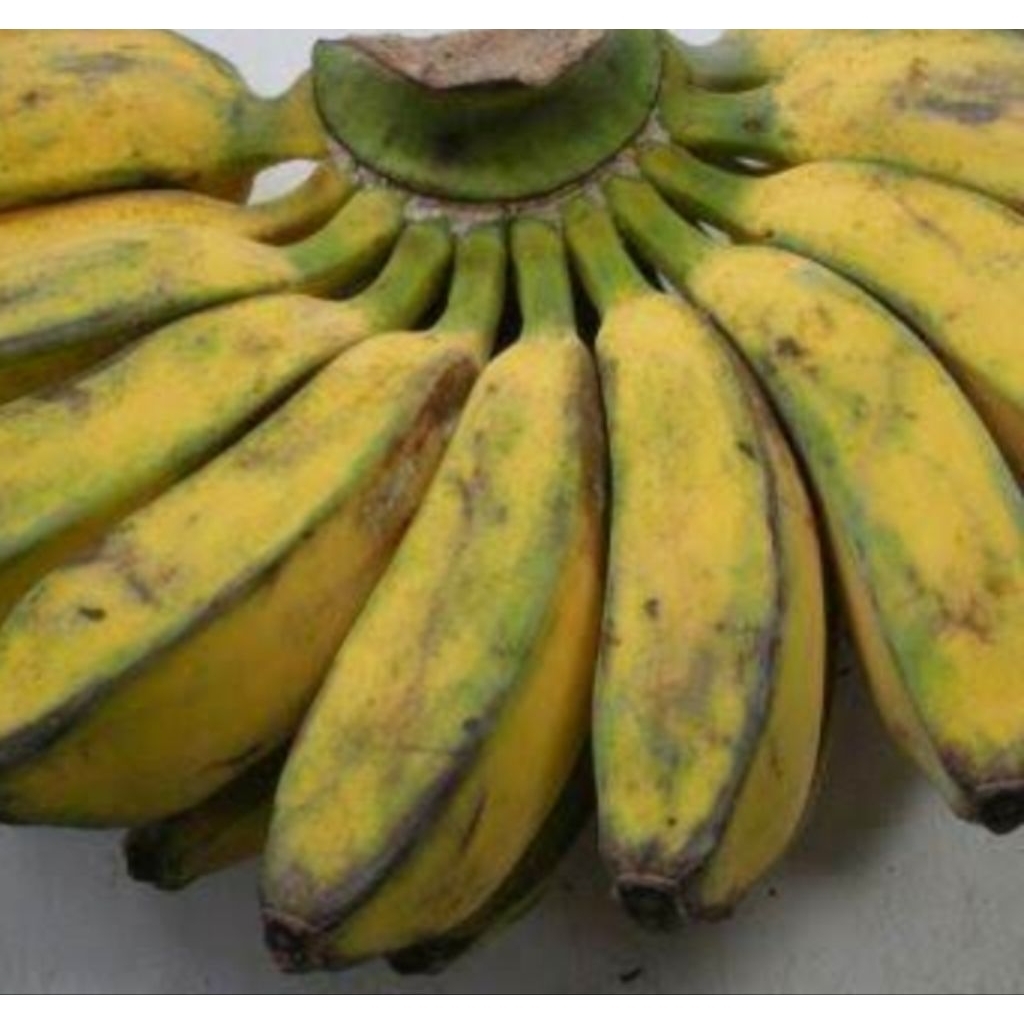 pisang kepok kuning