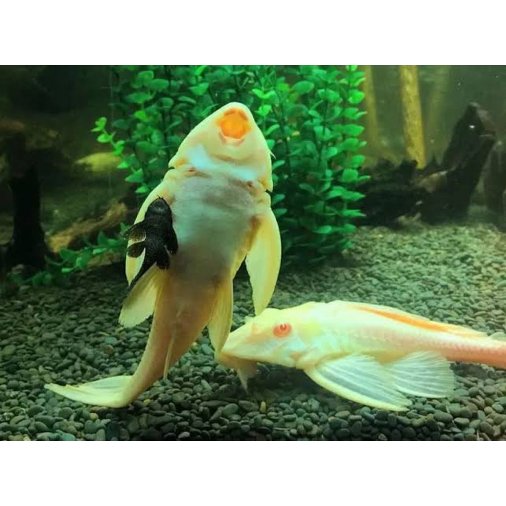 ornamen aquarium/gibicep pleco/pleco