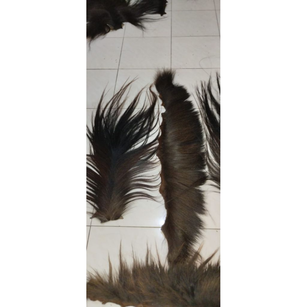 rambut kuda asli perpasang