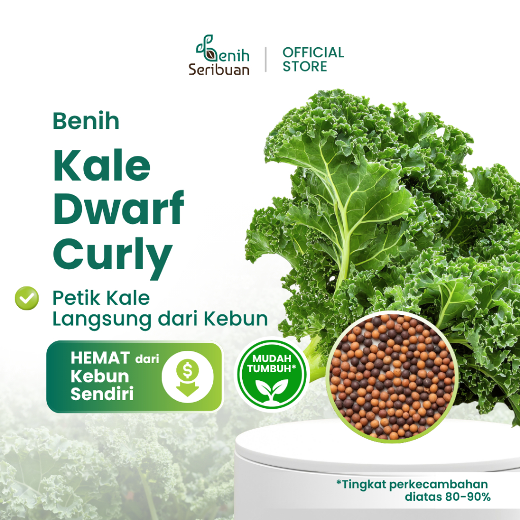 20 Bibit Kale Green Dwarf Curly Benih Sayuran Blue Scotch Curled Tanaman Sayur Dataran Rendah Super