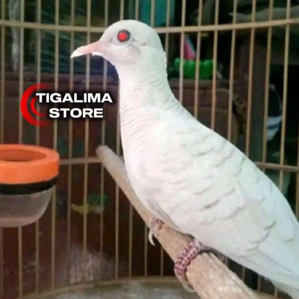 PERKUTUT PUTIH LURIK MATA MERAH