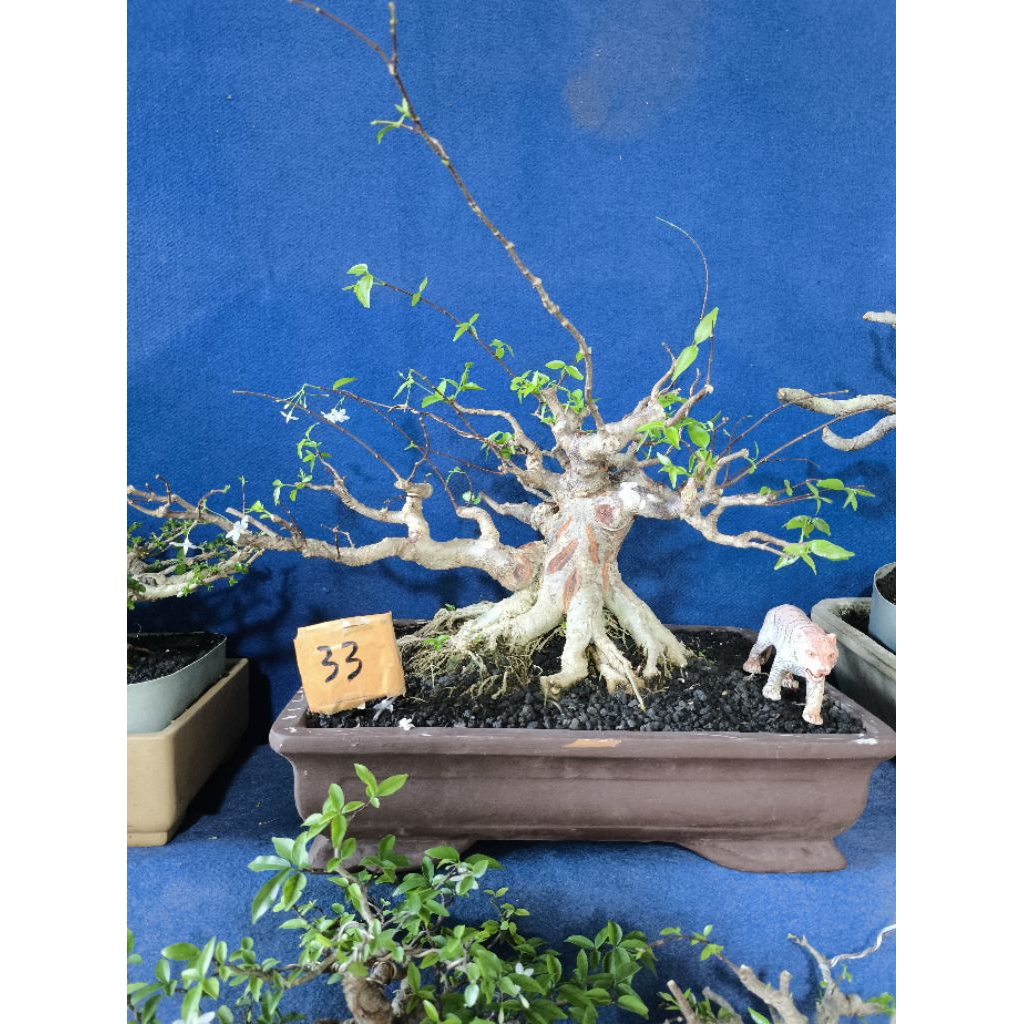 bonsai anting putri prospek kontes