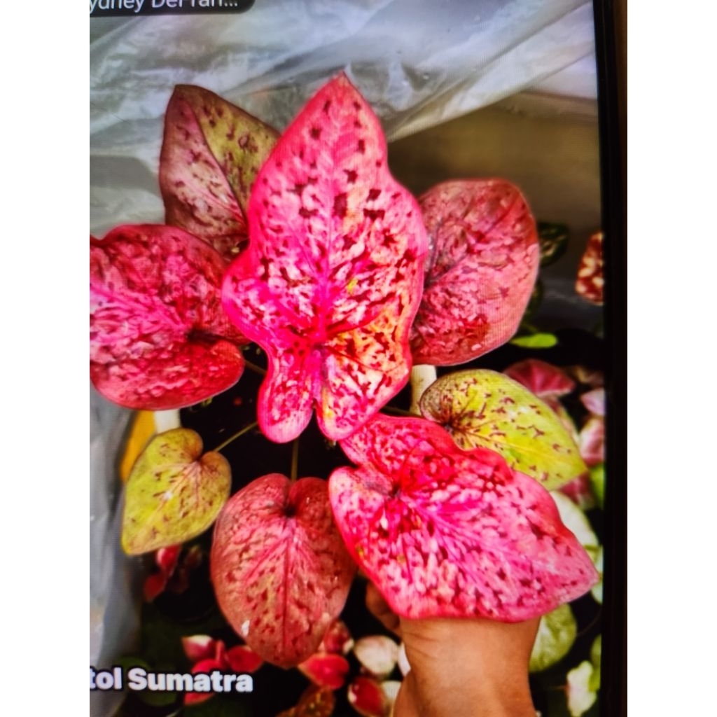 Tanaman Caladium Thailand totol Sumatra anakan remaja