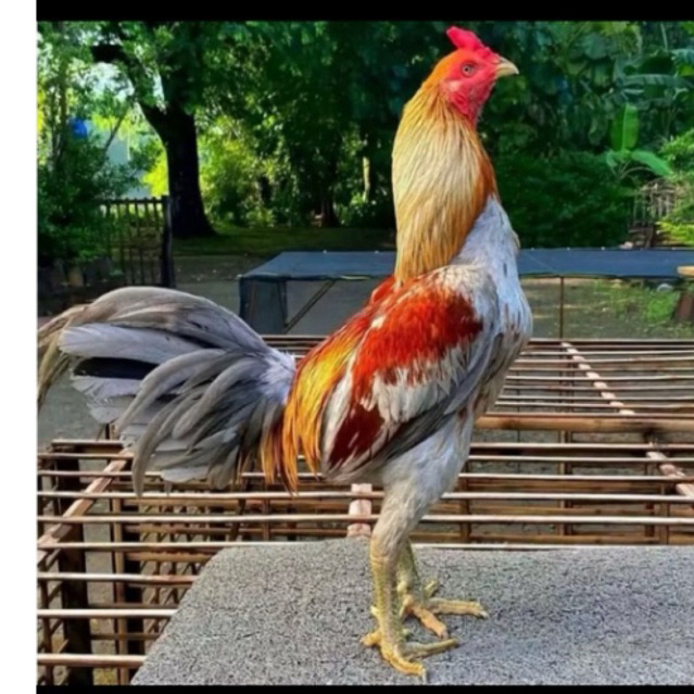Telur ayam pama iq original siap untuk ditetaskan
