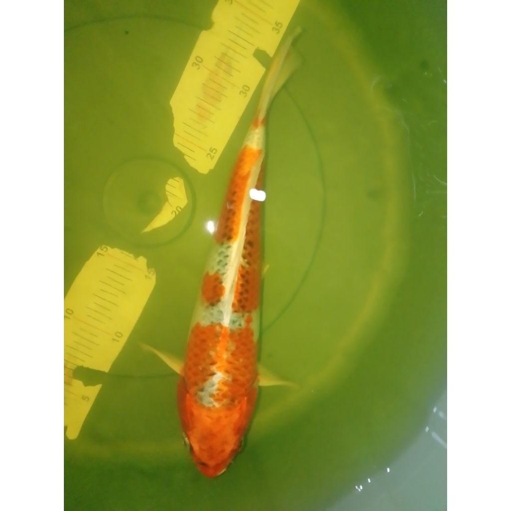 Ikan koi jenis Kujaku 33cm warna orange strong