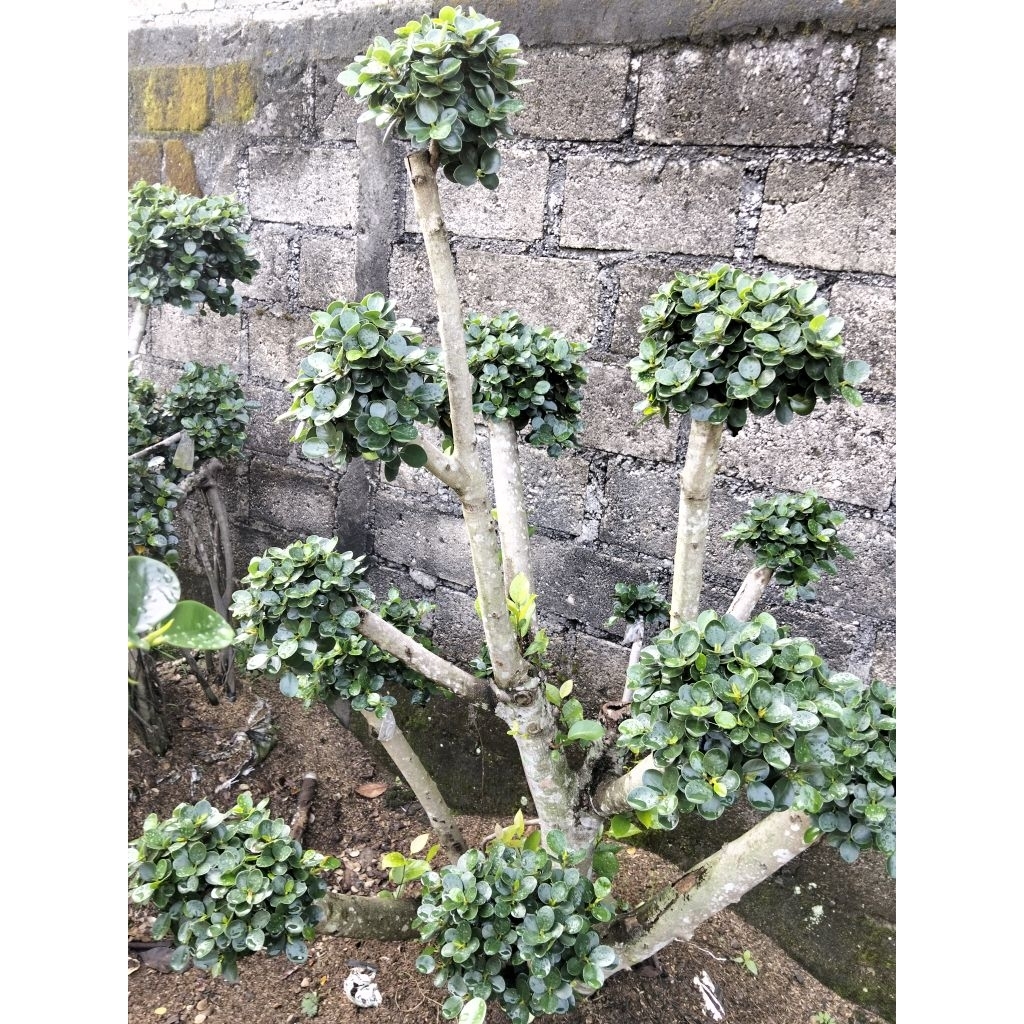 Bonsai dolar Korea mikro bonsai taman Bonsai dolar Korea mini bonsai dolar Korea mikro tinggi 150,cm