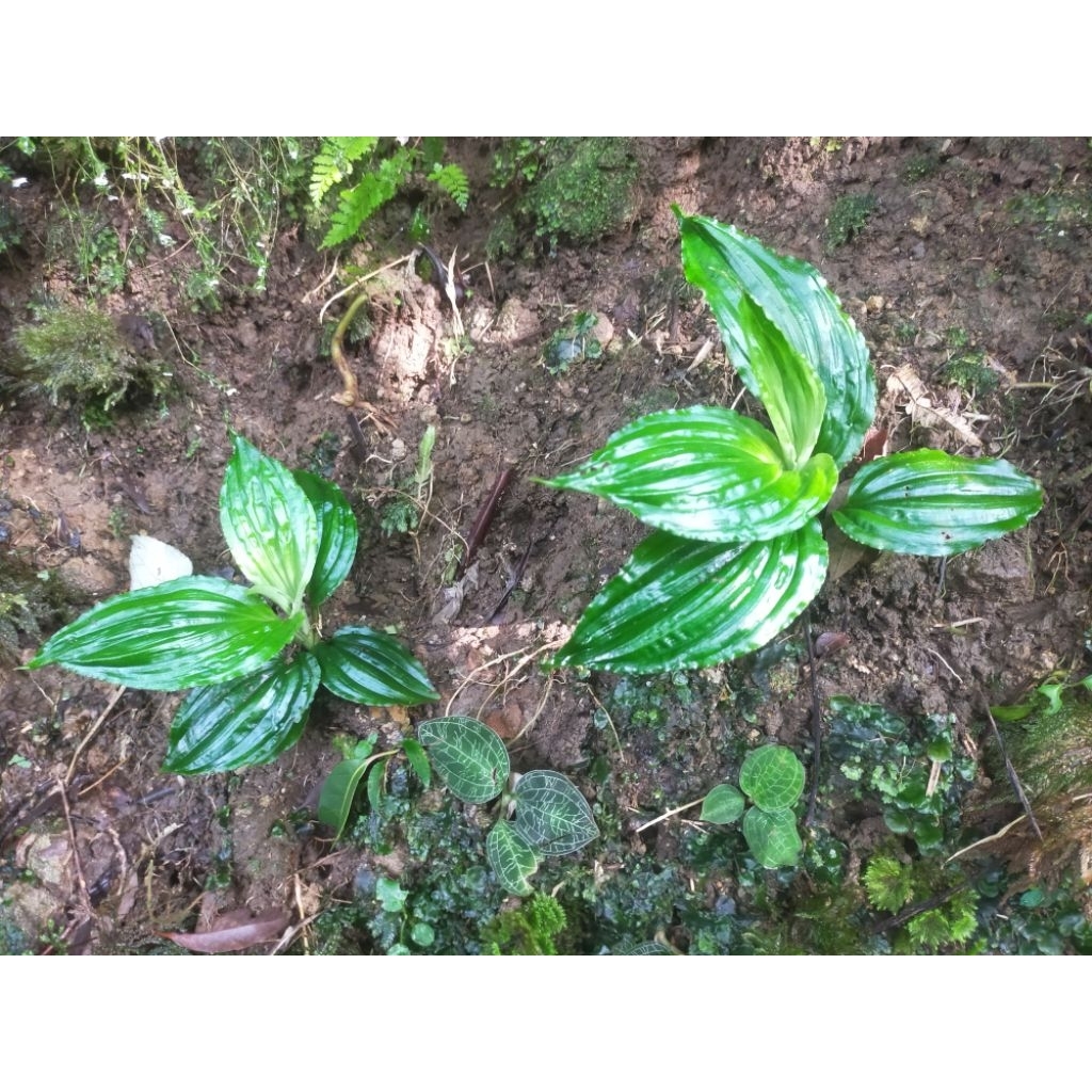 anggrek tanah hutan