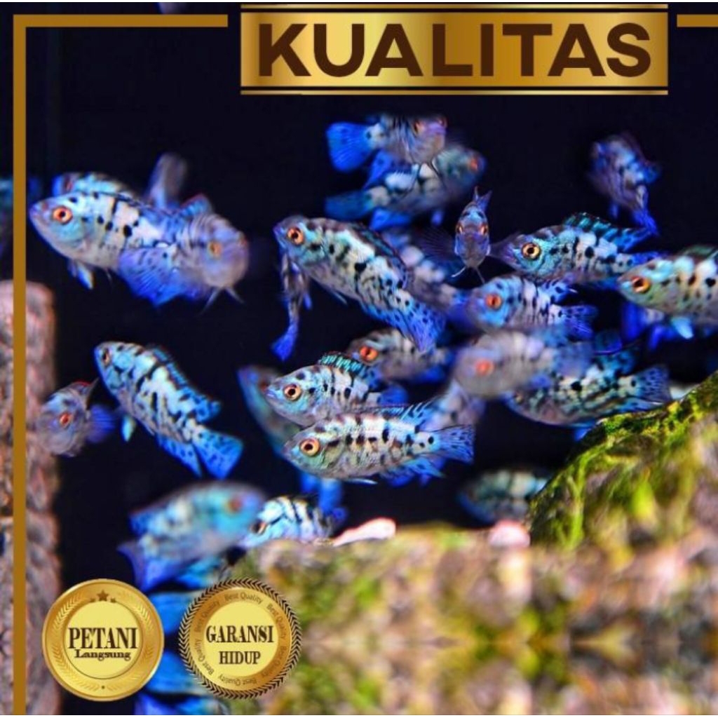 Electric Blue Jack Dempsey (EBJD) Ikan Hias