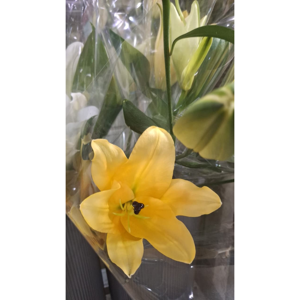 Bunga Potong Lily Fresh Flower Bunga Segar
