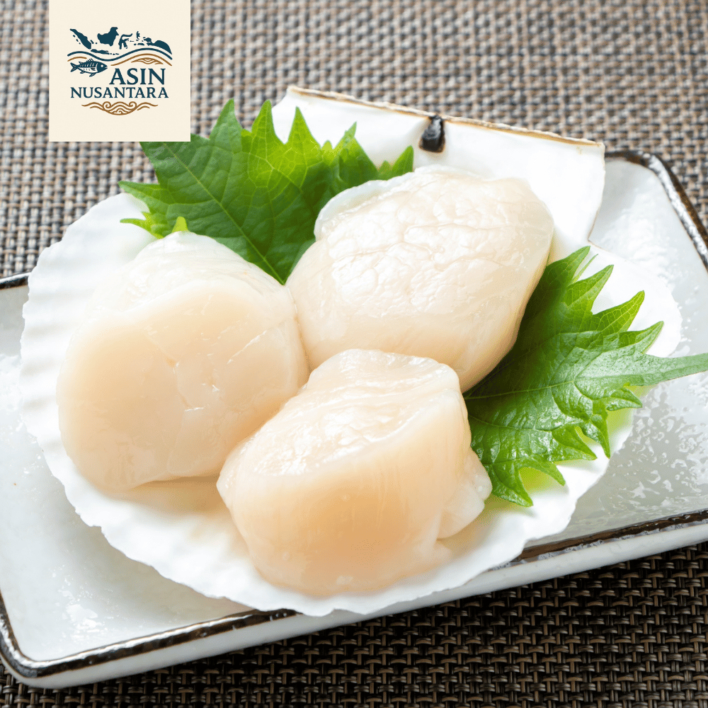 Scallop US Import | Frozen Scallop USA | Scallop Jumbo | Kerang Laut