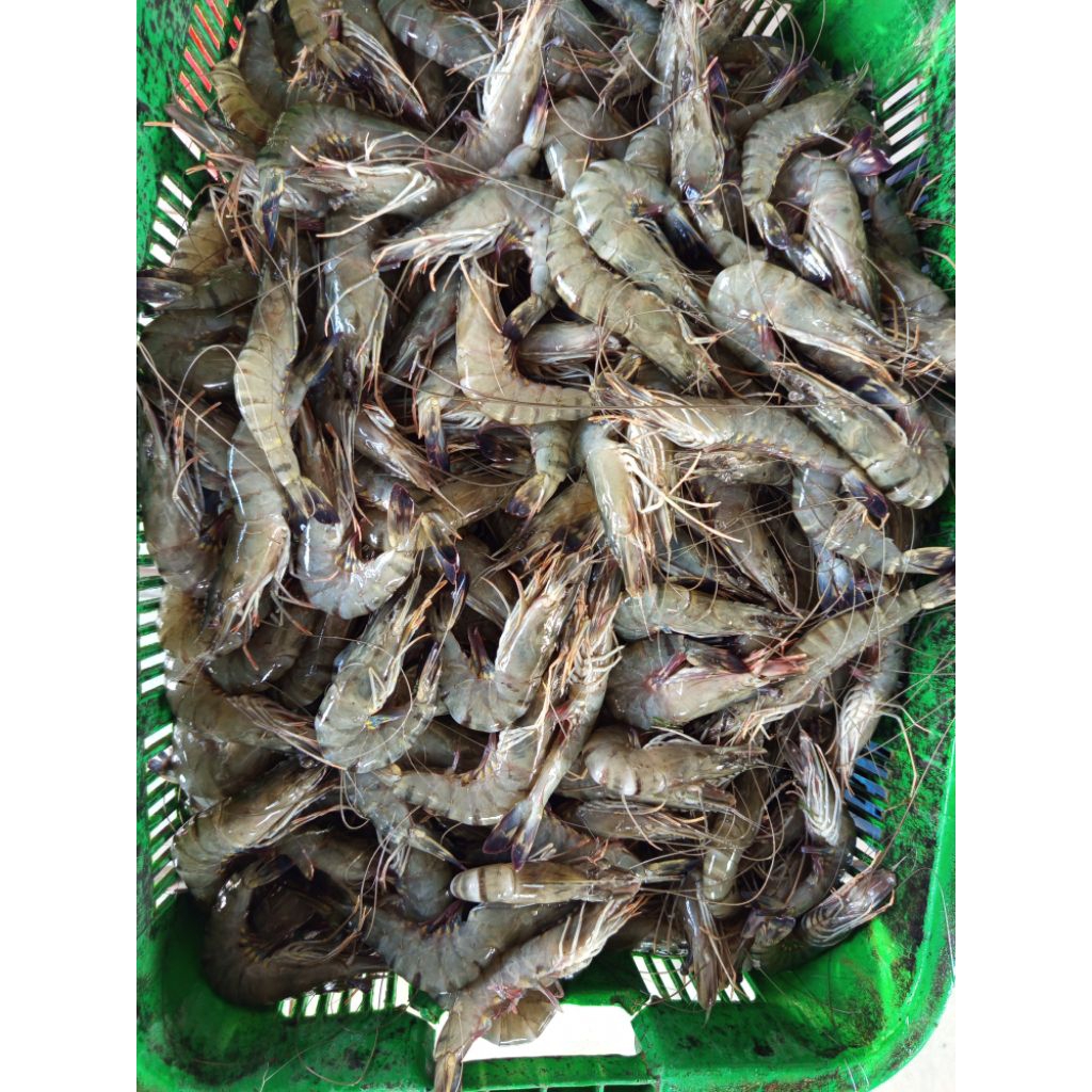 udang tiger / udang windu / black tiger prawn