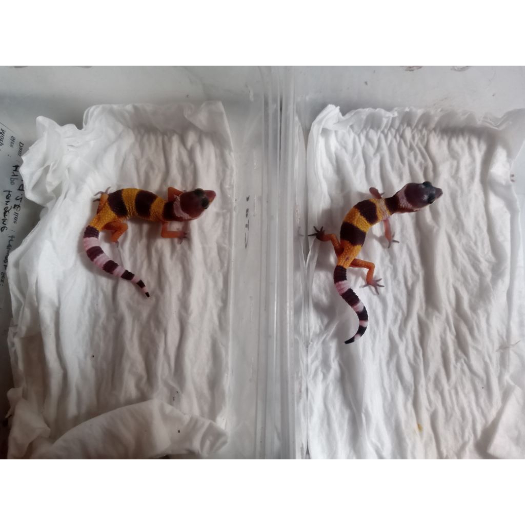 baby gecko leopard Black night tangerine
