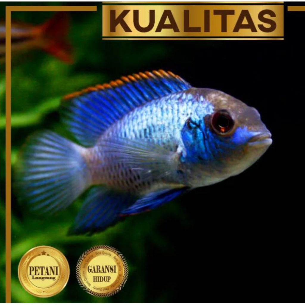 Cichlid Blue Acara Ikan Hias Aquascape