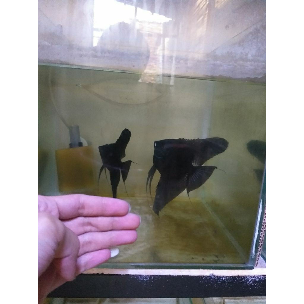 Hiasan Aquarium Ikan Hias Manfish Angelfish Black Avatar Induka Siap Pijah