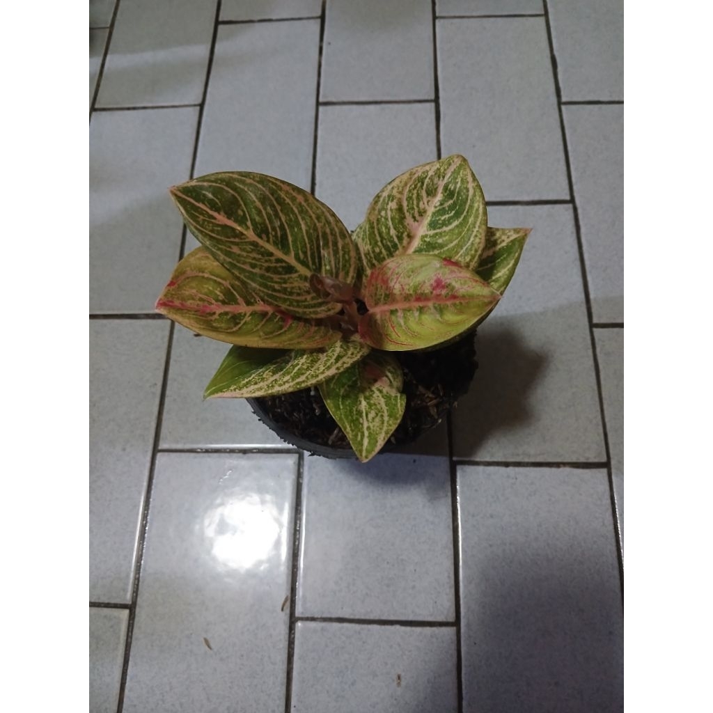 Aglaonema Asri merah