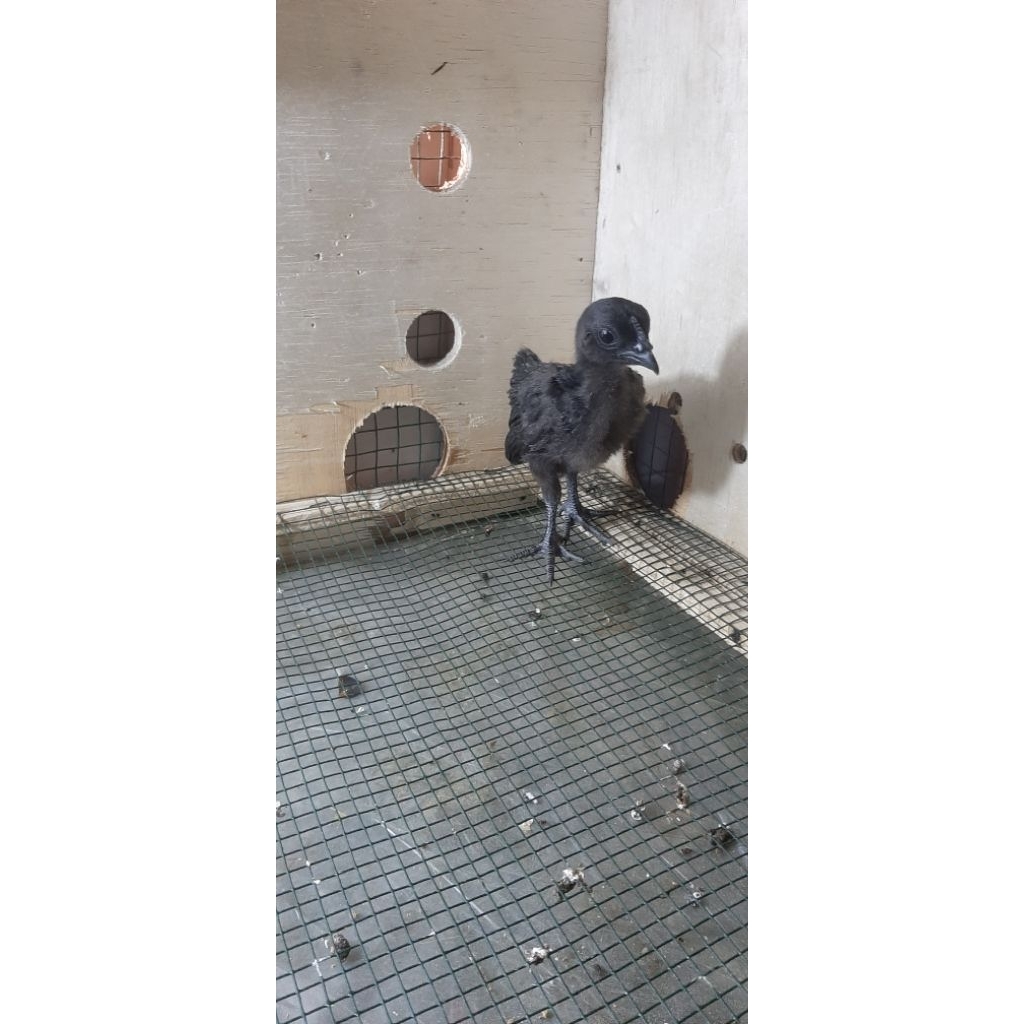 Ayam Cemani lidah hitam dan abu abu