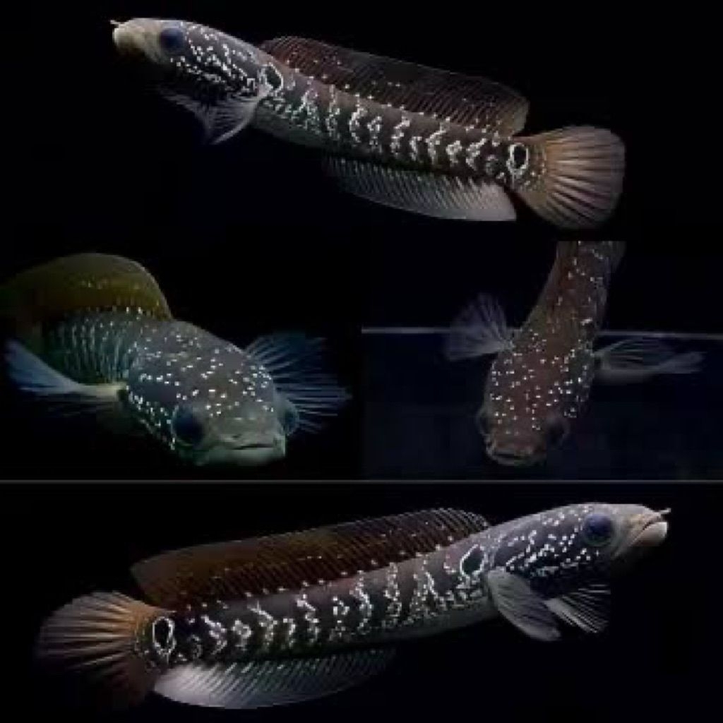 Ikan Channa Asiatica Ws Full Mutiara Gondrong - Ukuran 10-12cm