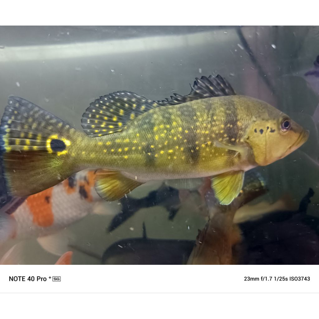 Peacock Bass Pbass MonoKel Hybrid Jumbo Ikan Predator