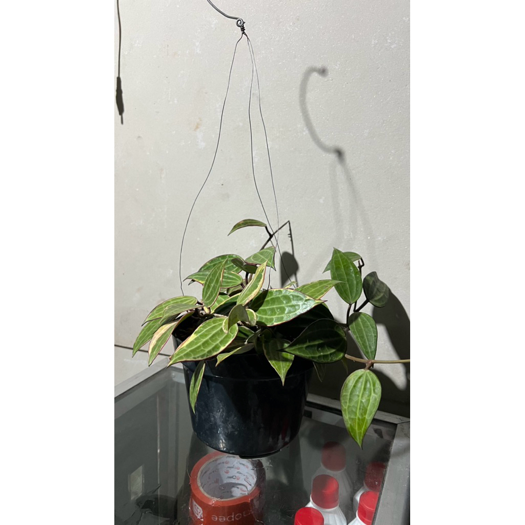 AL - Tanaman Hias Hoya macrophylla variegata Rimbun + pot