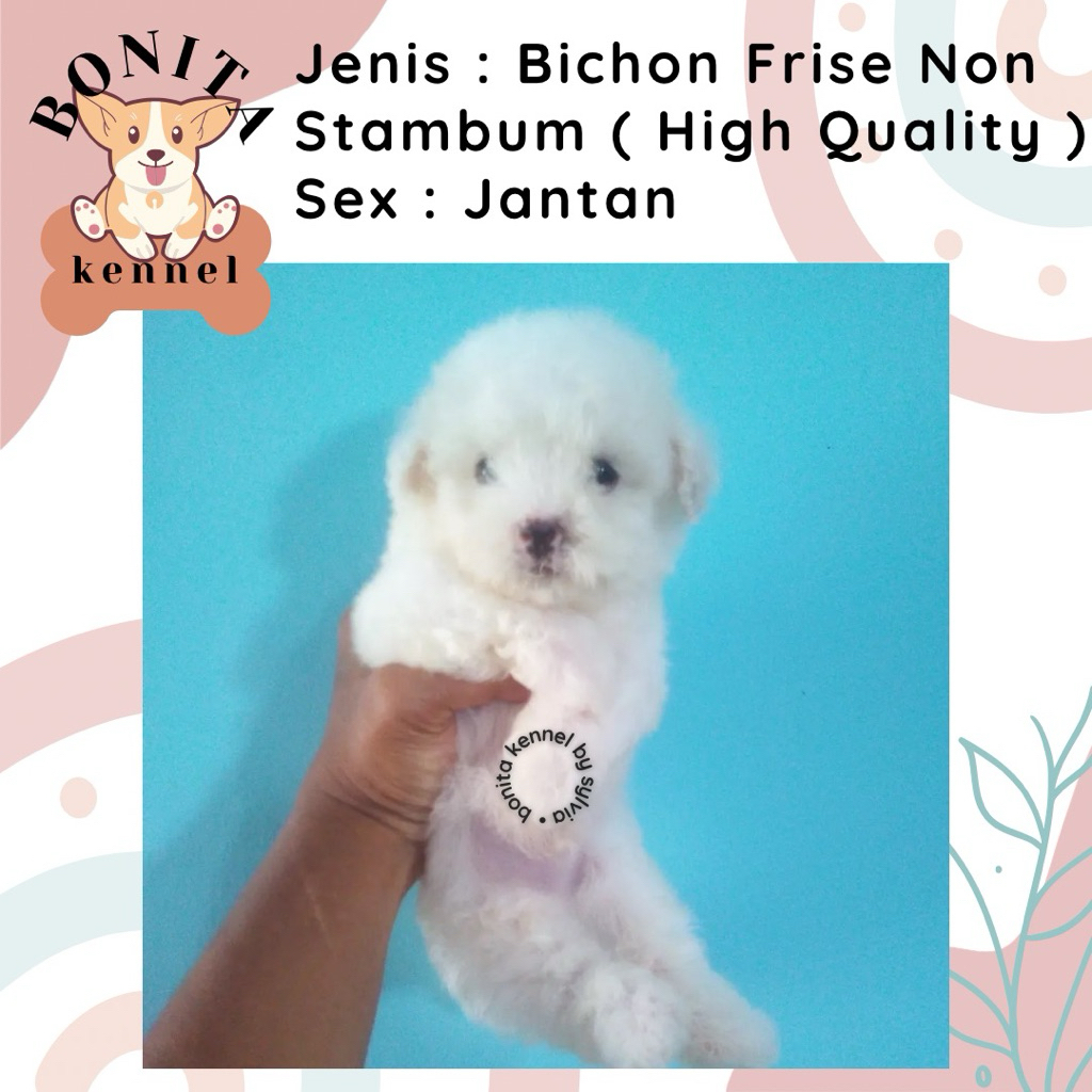 Bichon Frise Non Stambum Anjing Bichon Korea Jantan Betina