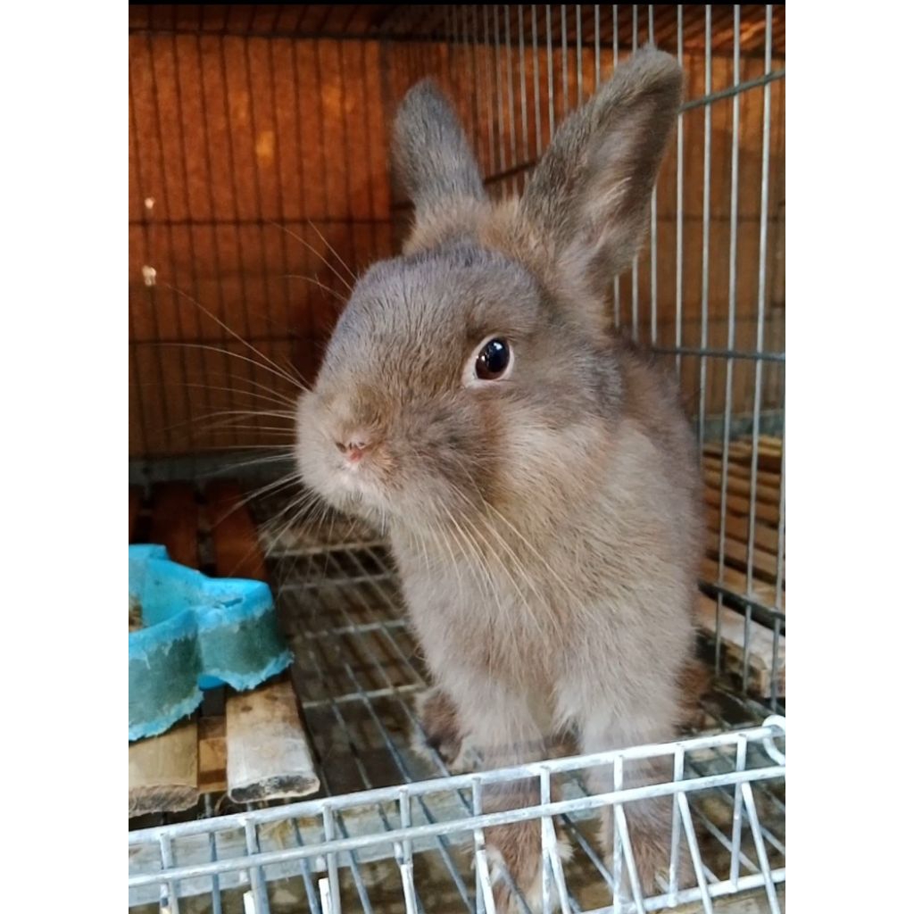 Kelinci Netherland dwarf (jantan). usia remaja 3,5bulan