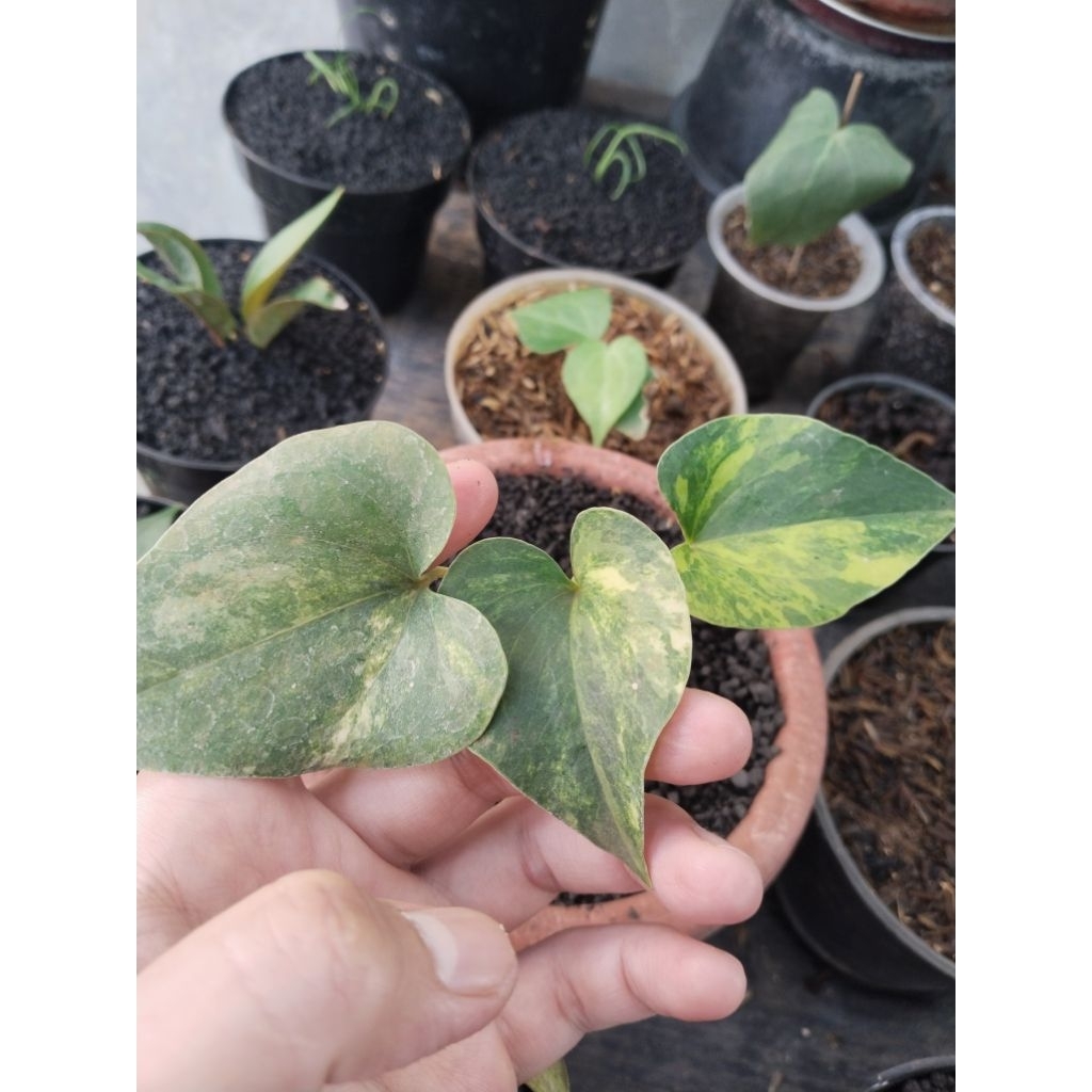 anthurium corong varigata trah mewah