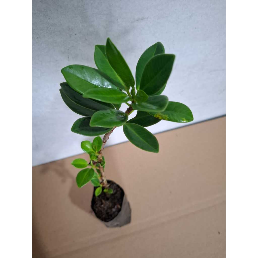 Bahan Bonsai Beringin dollar Korea - Bonsai Beringin - Beringin dolar korea