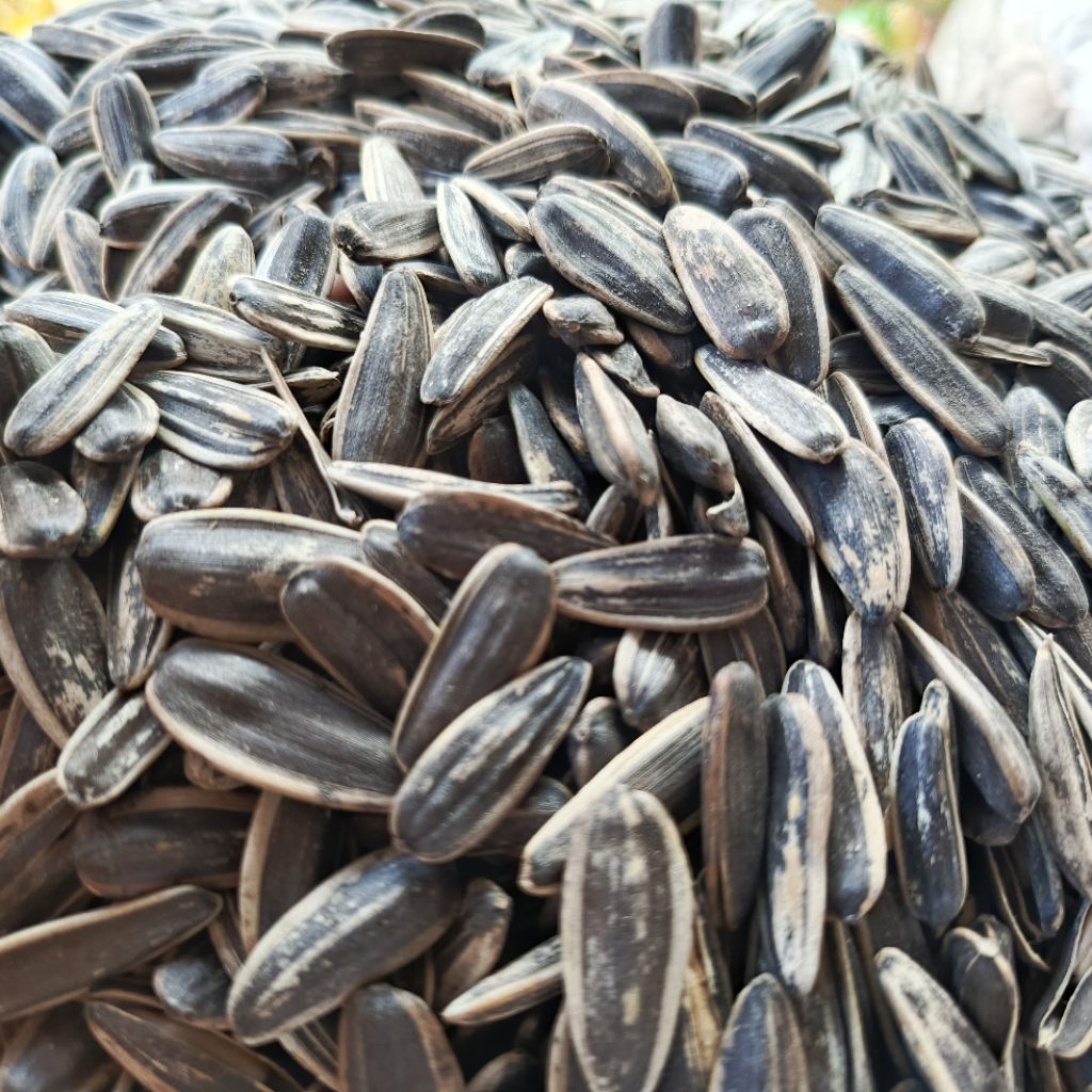 Kuaci Matahari Original/Asin 1KG