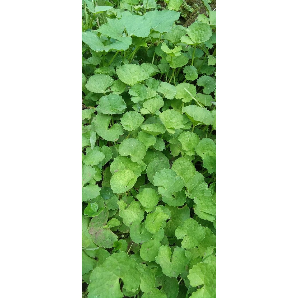 Daun pegagan segar