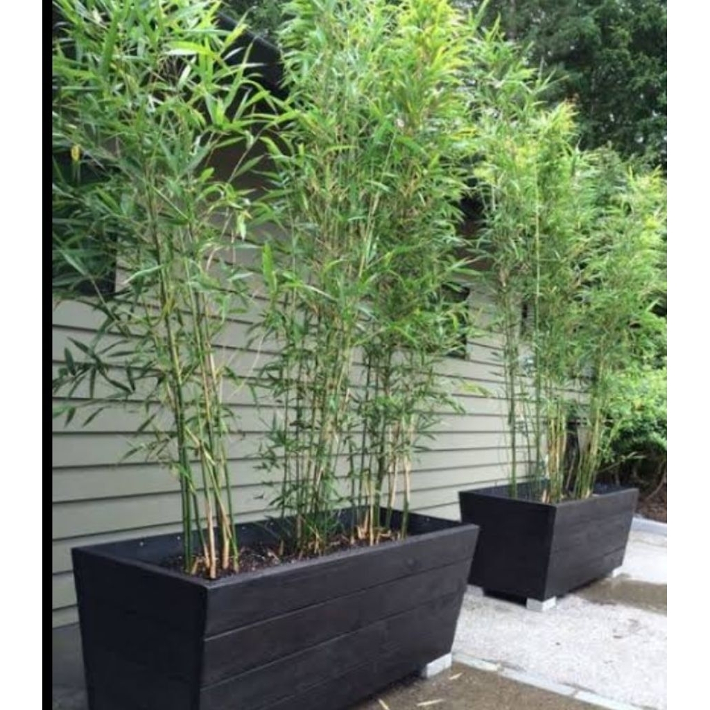 Bibit bambu cina per pcs murah meriah