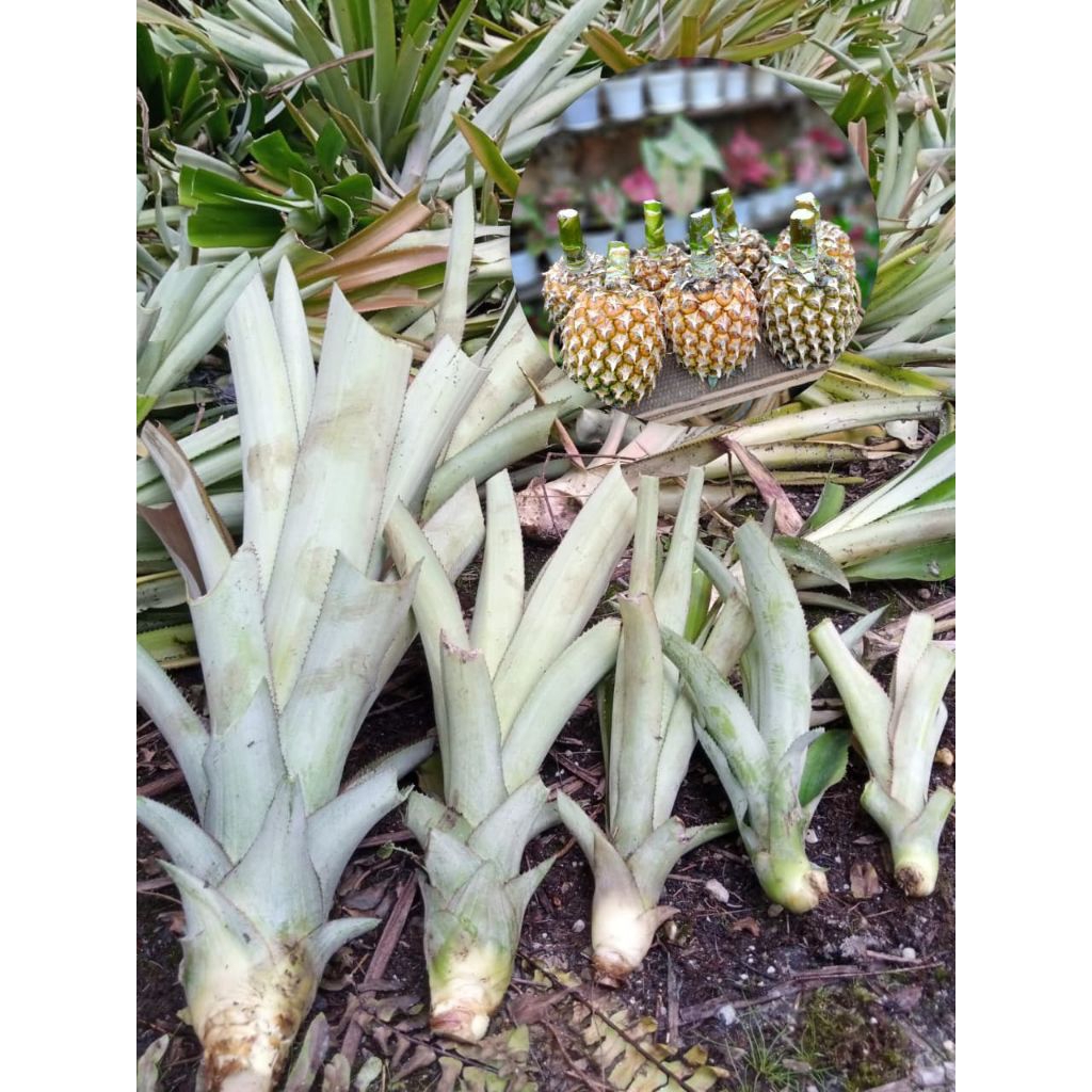 Bibit Nanas Madu