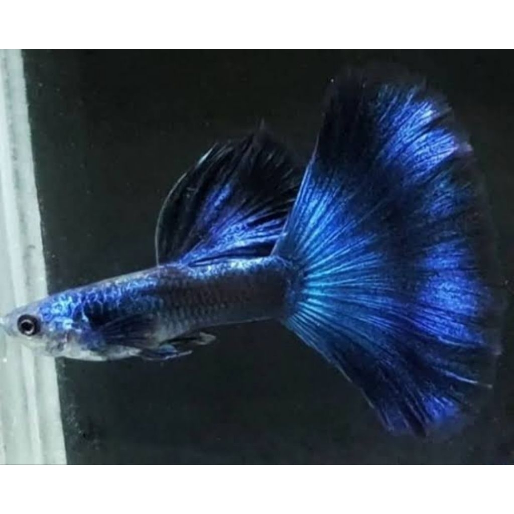 Pewangi Ruangan Guppy Blue Moscow