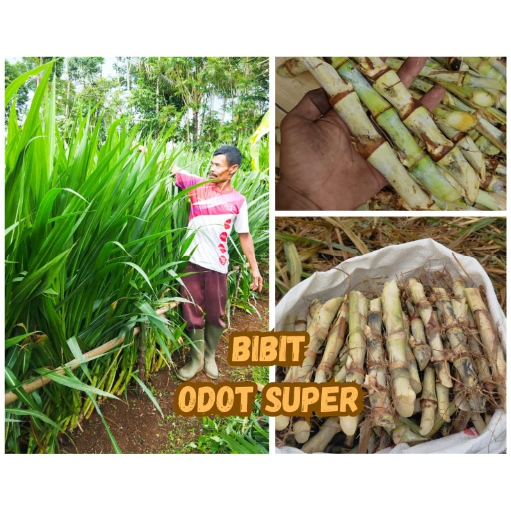 Bibit Rumput Odot Super 1 kg - Tinggi 2-2,5 Meter, Mudah Dikembangbiakkan, Cocok untuk Lahan Kering 