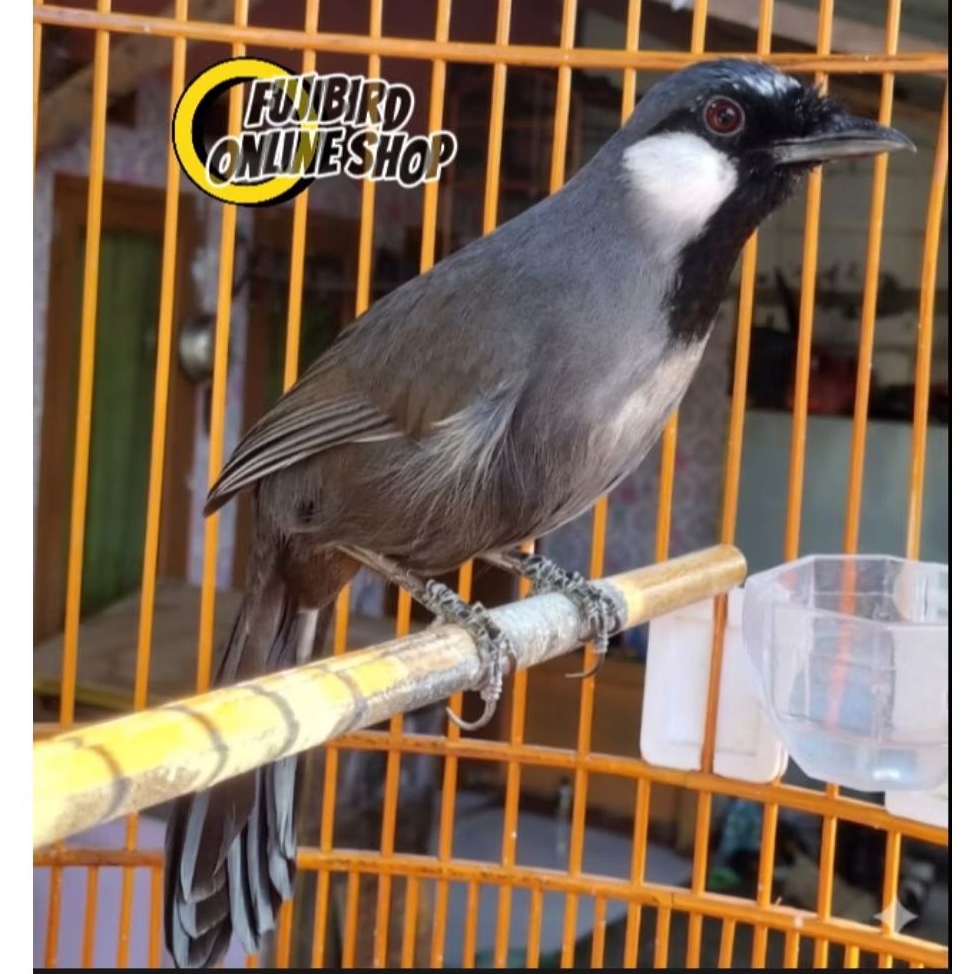 POKSAY HONGKONG JANTAN BUNYI