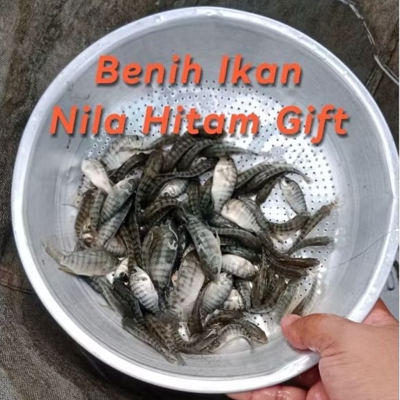6-12 cm Bibit Ikan NILA MERAH BANGKOK dan NILA HITAM GIFT - BACA DESKRIPSI DULU YA