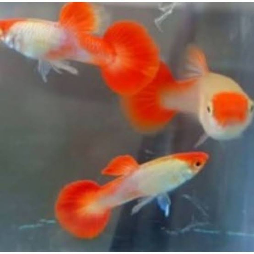 TERLARIS  Guppy Platinum Koi