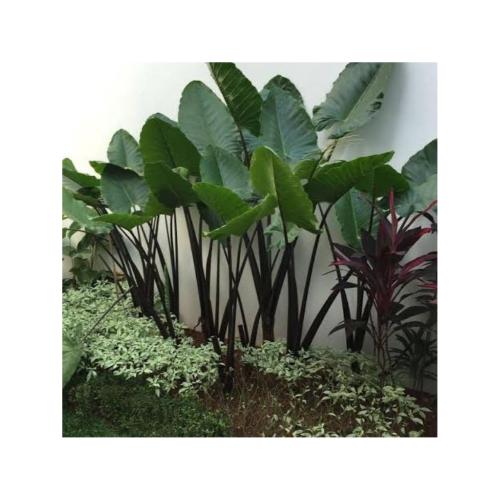 Tanaman hias keladi sente batang hitam