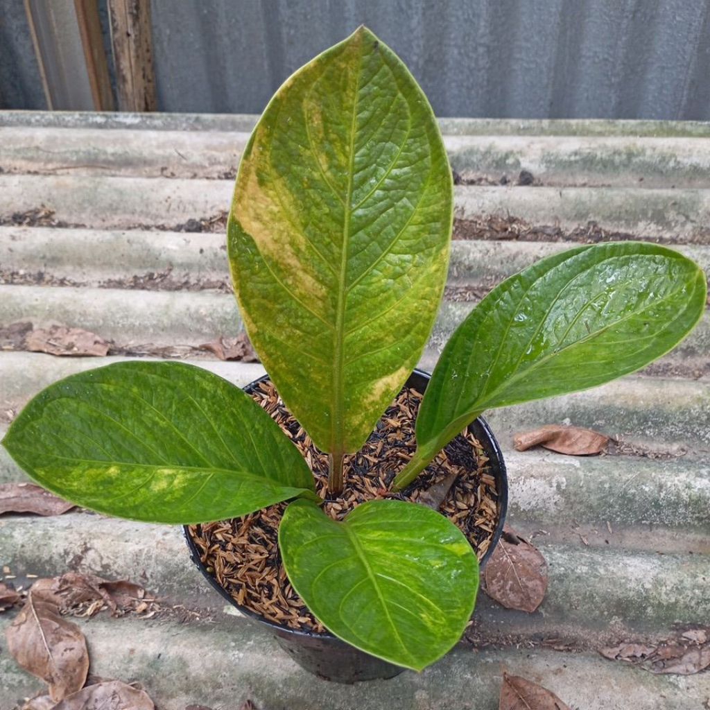 Tanaman Hias Anthurium Jemani Mangkok Tornado Variegata