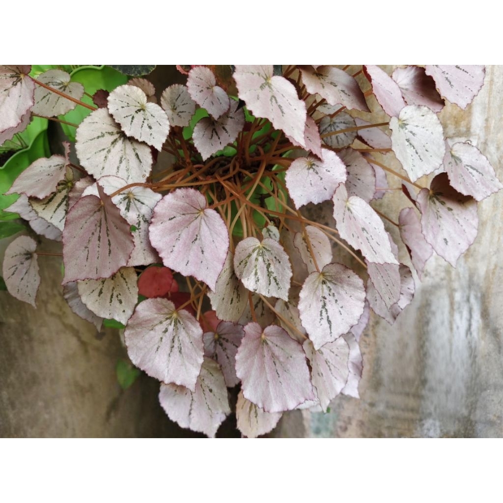 Tanaman Gantung • Begonia Pink • Begonia Silver Pink