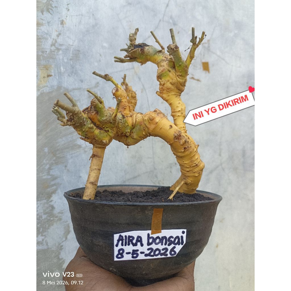 bahan bonsai serut  dongkelan