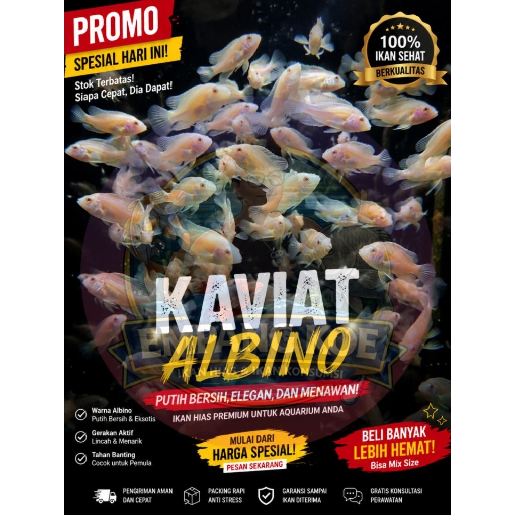 HARGA MURAH KAVIAT / KAPIAT ALBINO PREMIUM