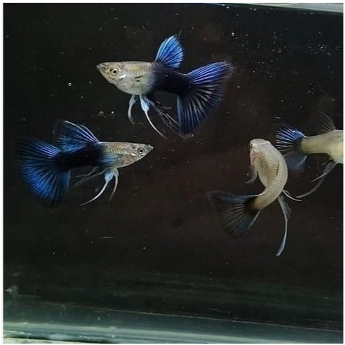 Hiasan Aquarium - Guppy HB Blue Ribbon