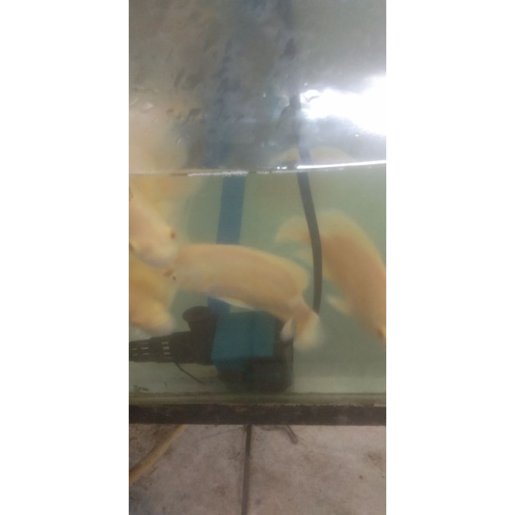 OSCAR PARIS ALBINO UKURAN 3 JARI