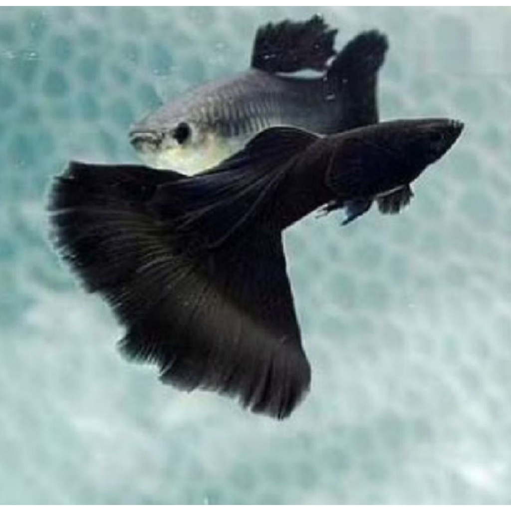hiasan aquarium ikan guppy black moscow sepasang