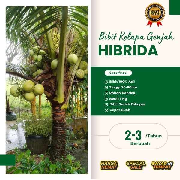 PALING DICARI  Bibit Kelapa Hibrida Aceh, Bibit Kelapa Hibrida , Bibit Kelapa Hibrida Bersertifikat