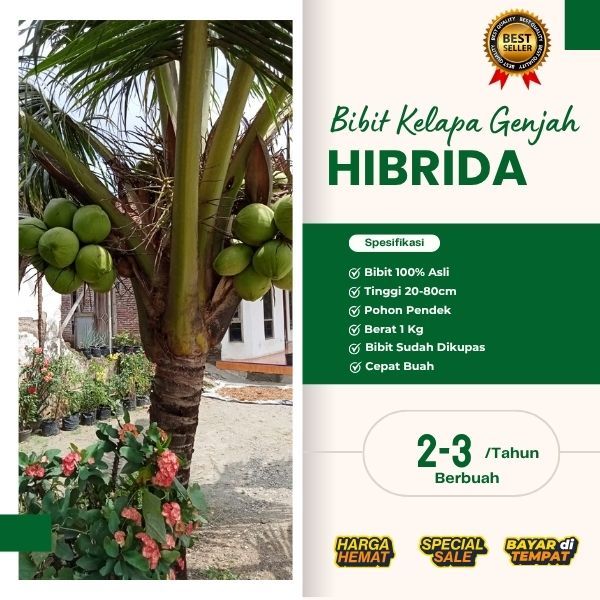 TERBAIK  Bibit Kelapa Hibrida Hijau, Bibit Kelapa Hibrida Jumbo, Bibit Kelapa Hibrida Khina
