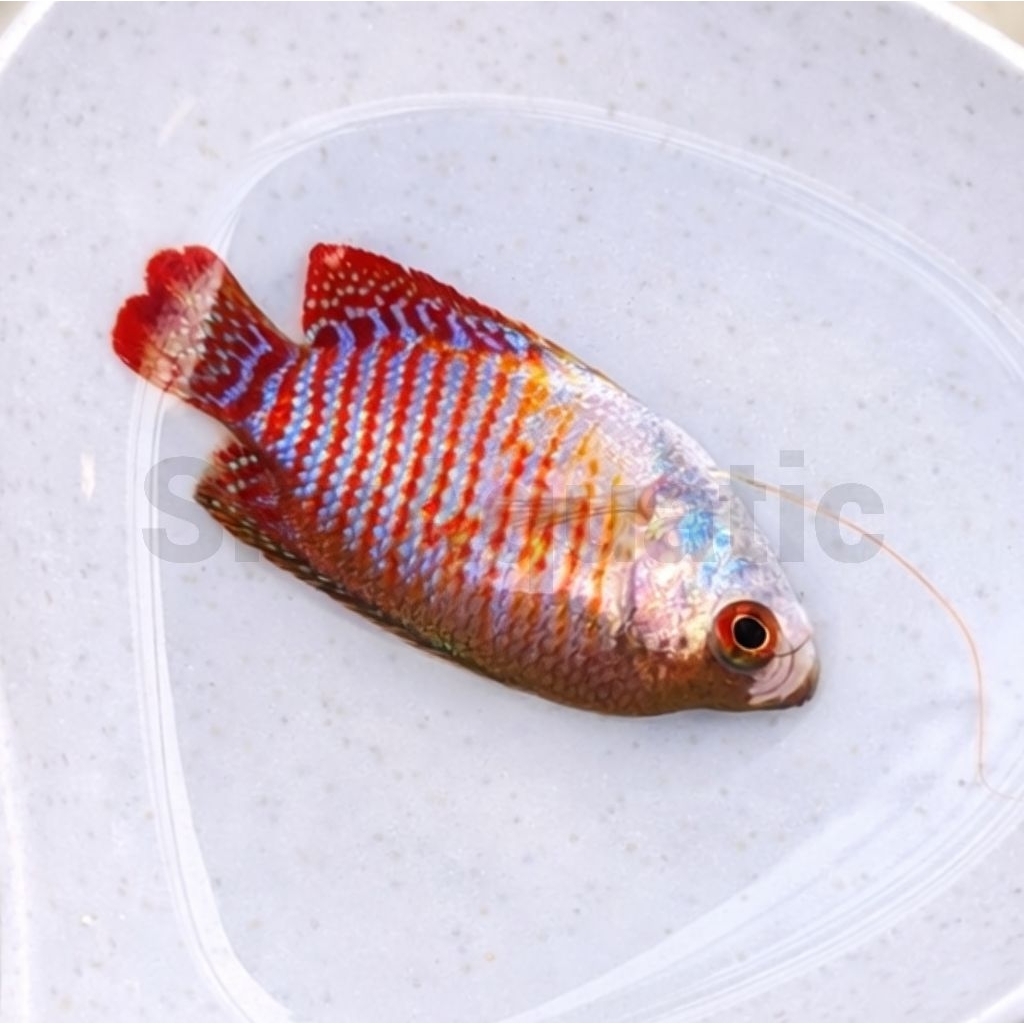 hiasan aquarium ikan hias sepat ralis aquascape