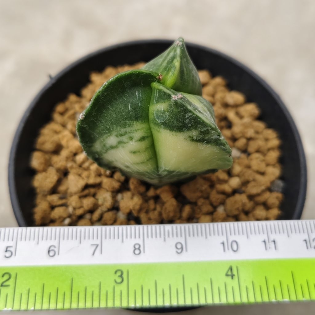 Astrophytum myriostigma tricostatum variegata