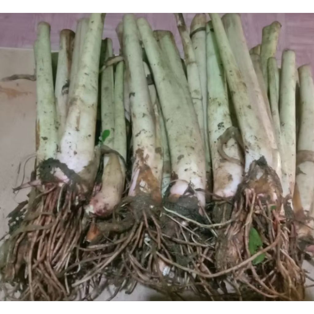Bibit tanaman Talas Bogor ( Bentul ) per pohon